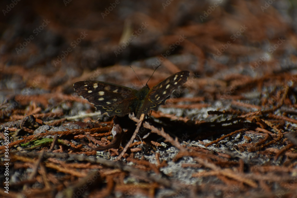 Speckled wood butterfly landed on dry pine needles on the forest floor