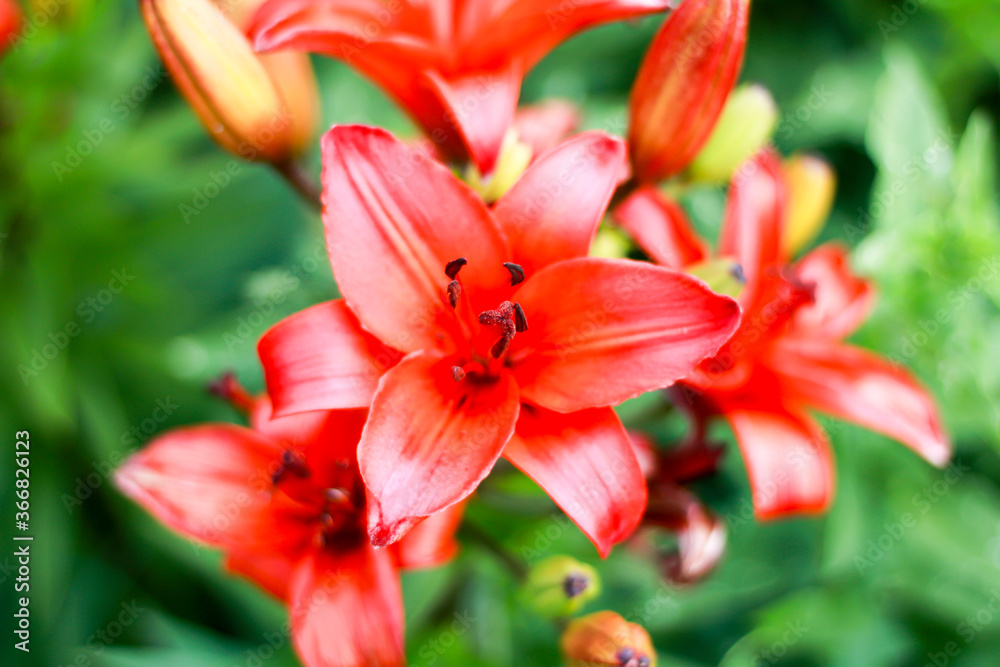 a beautiful red lily photographed close up
a beautiful red lily photographed close up