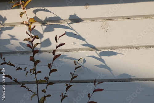 Plant Shadows