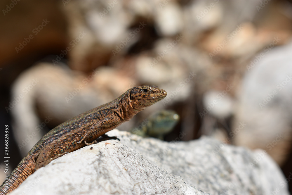 Lilford's wall lizard on Dragonera Island, Mallorca, Spain. Basking and hunting, investigating camera. Lilford's wall lizard on Dragonera Island, Mallorca, Spain. Basking and hunting, investigating camera.