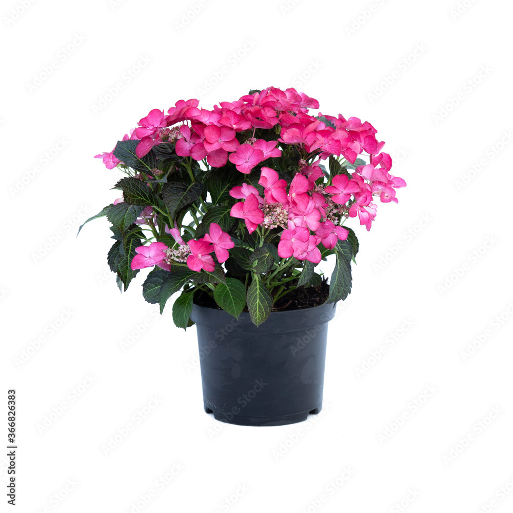 Fuchsia hydrangea in flowerpot on a white background