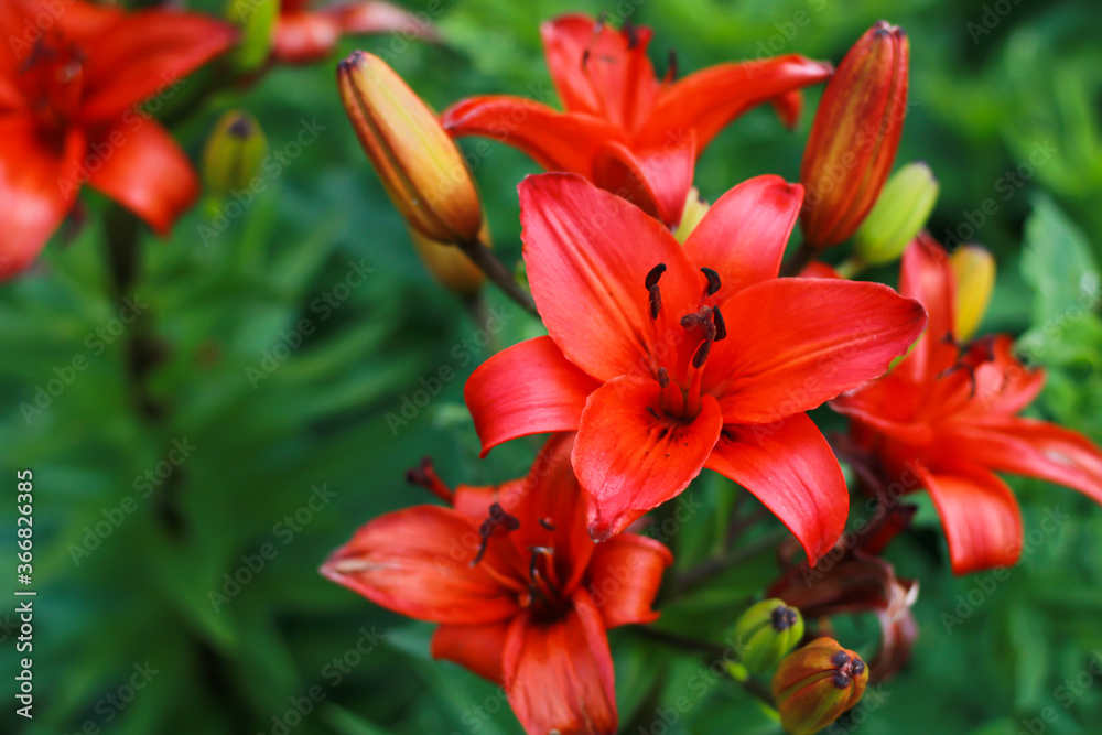 a beautiful red lily photographed close up
a beautiful red lily photographed close up