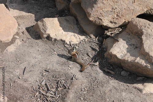 Chipmunk in Motion