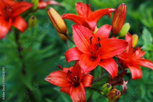 a beautiful red lily photographed close up
