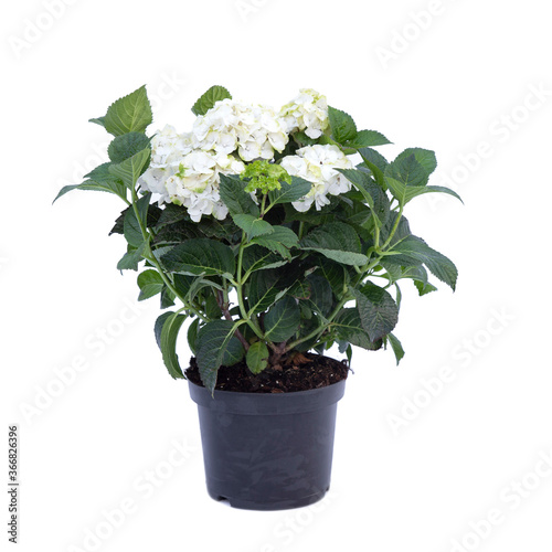 White hydrangea in flowerpot on a white background © Михаил Макаренко