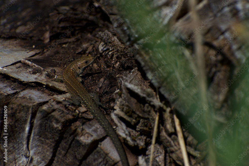 UK Common Lizard basking and hunting in the summer sunlight UK Common Lizard basking and hunting in the summer sunlight