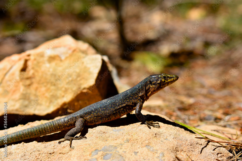 Lilford's wall lizard on Dragonera Island, Mallorca, Spain. Basking and hunting, investigating camera. Lilford's wall lizard on Dragonera Island, Mallorca, Spain. Basking and hunting, investigating camera.