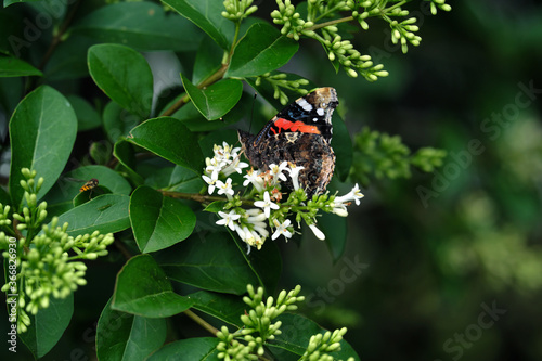 Nature photography with green leaves and white blossoms and butterfly red admiral - Stockphoto