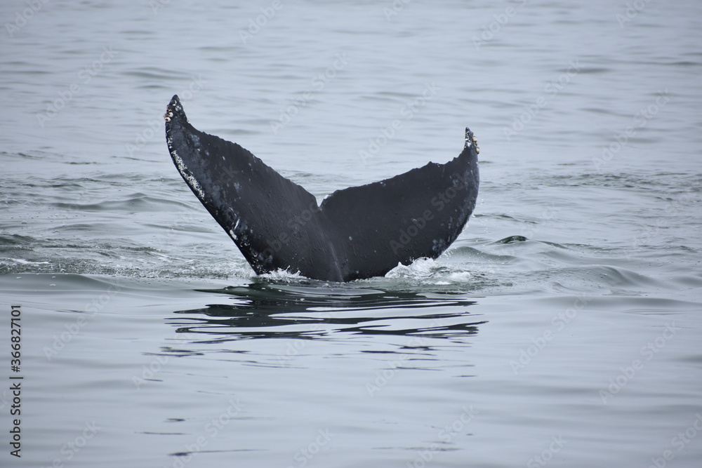Fototapeta premium humpback whale tail