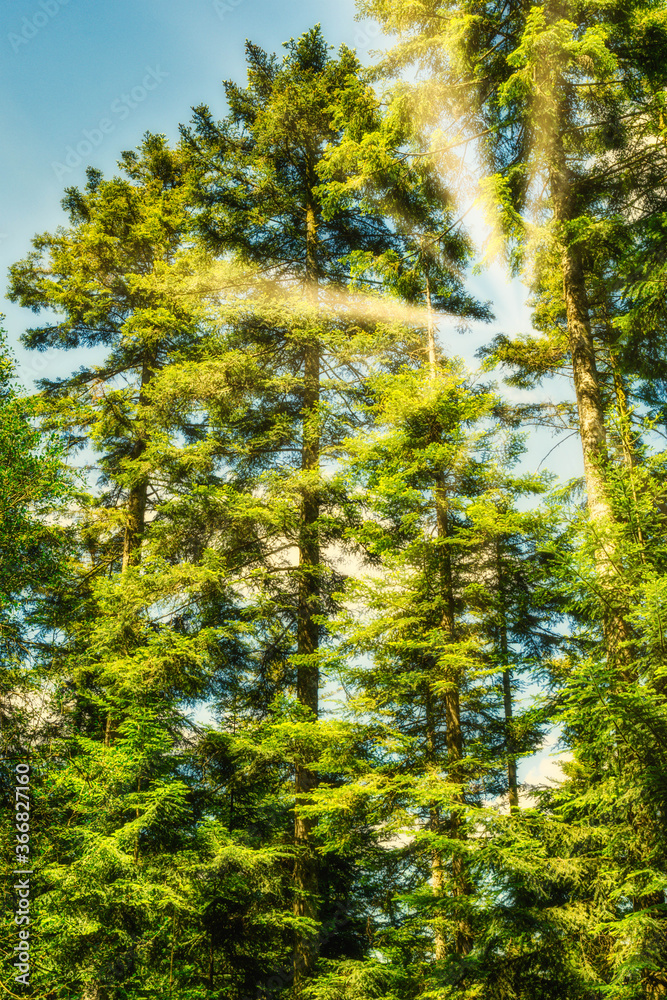 Obraz premium hiking in forest with sunlight