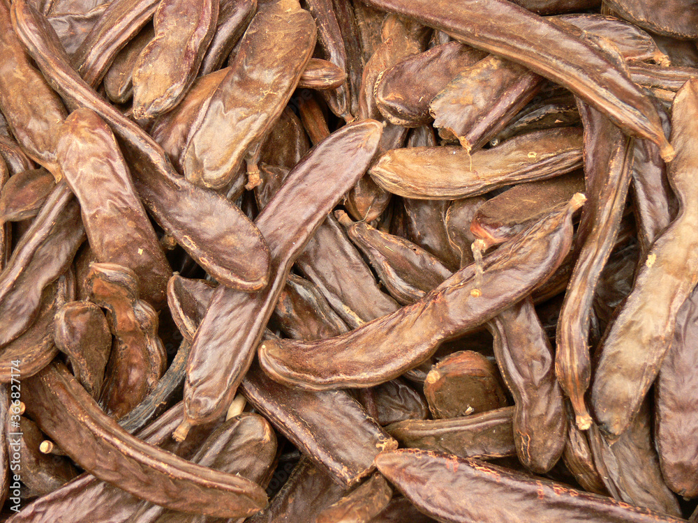Carob texture. Carob, (Ceratonia siliqua), also called locust bean or St. John’s bread, tree of the pea family and grown for its edible pods. Carob texture. Carob, (Ceratonia siliqua), also called locust bean or St. John’s bread, tree of the pea family and grown for its edible pods.