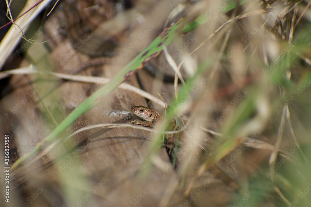 UK Common Lizard basking and hunting in the summer sunlight