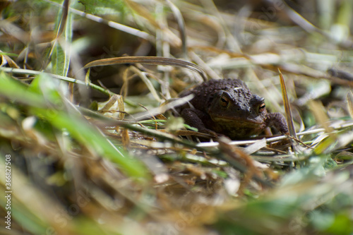 Common Toad in the grass