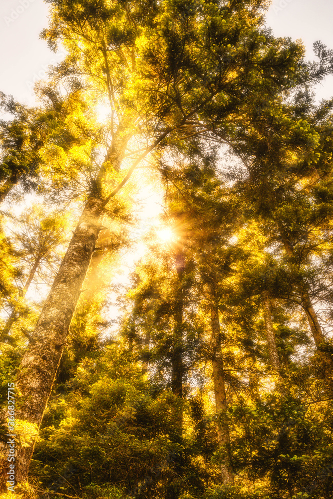 Obraz premium hiking in forest with sunlight