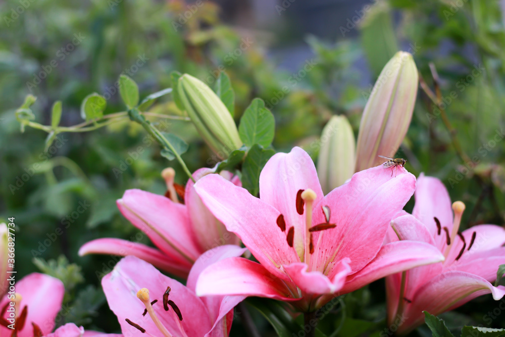 a beautiful pink lily with a small wasp in bloom photographed close up