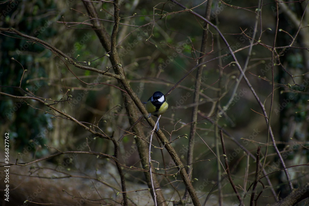 Great tit, uk bird, curiously perching on a branch in the summer sunlight
