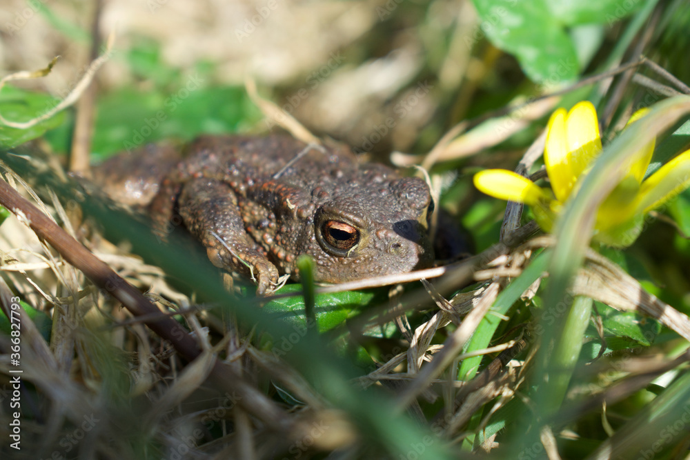 Common toad taken in daylight hiding in the grass in the UK. Common toad taken in daylight hiding in the grass in the UK.