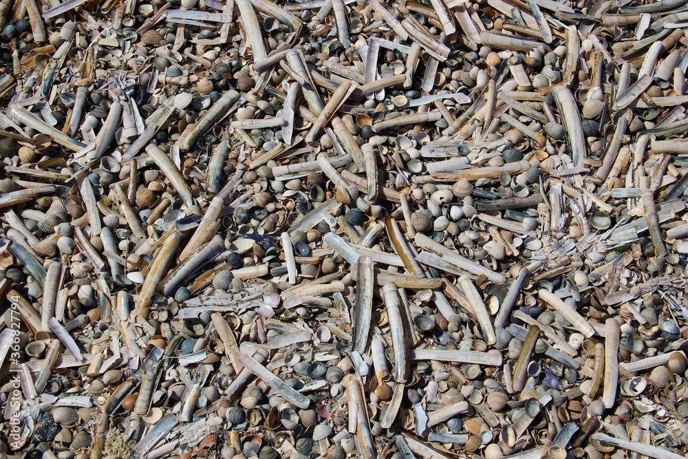 Schwertmuschelschalen am Strand von Baltrum