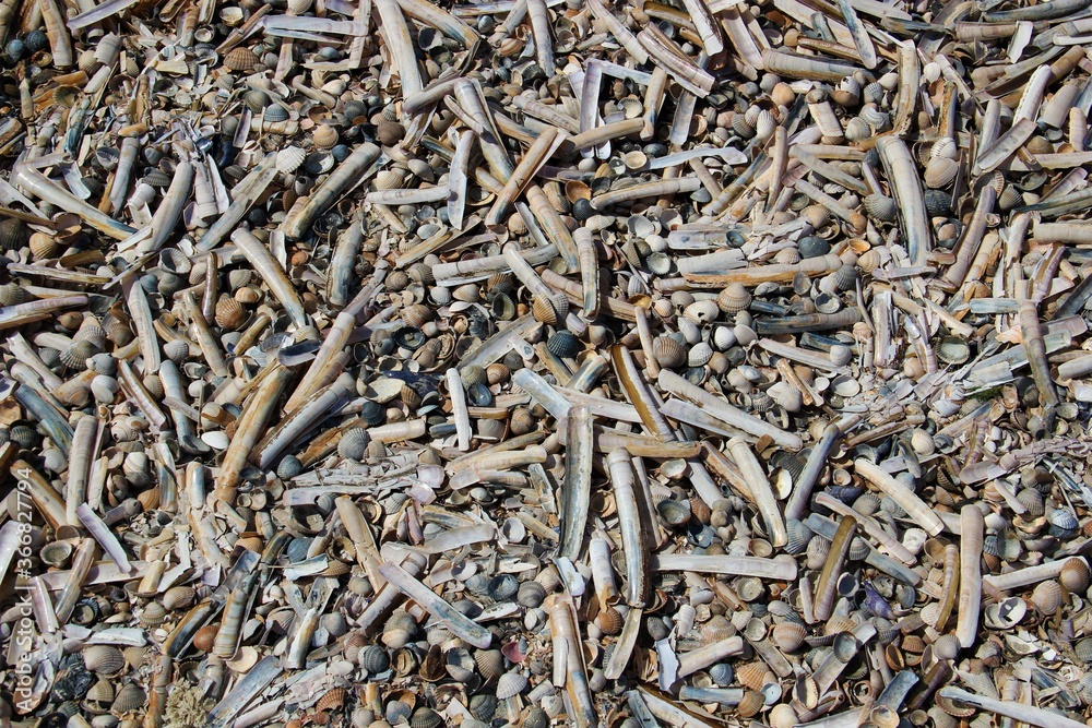 Schwertmuschelschalen am Strand von Baltrum Schwertmuschelschalen am Strand von Baltrum