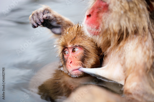 Canvas Print Snow Monkeys