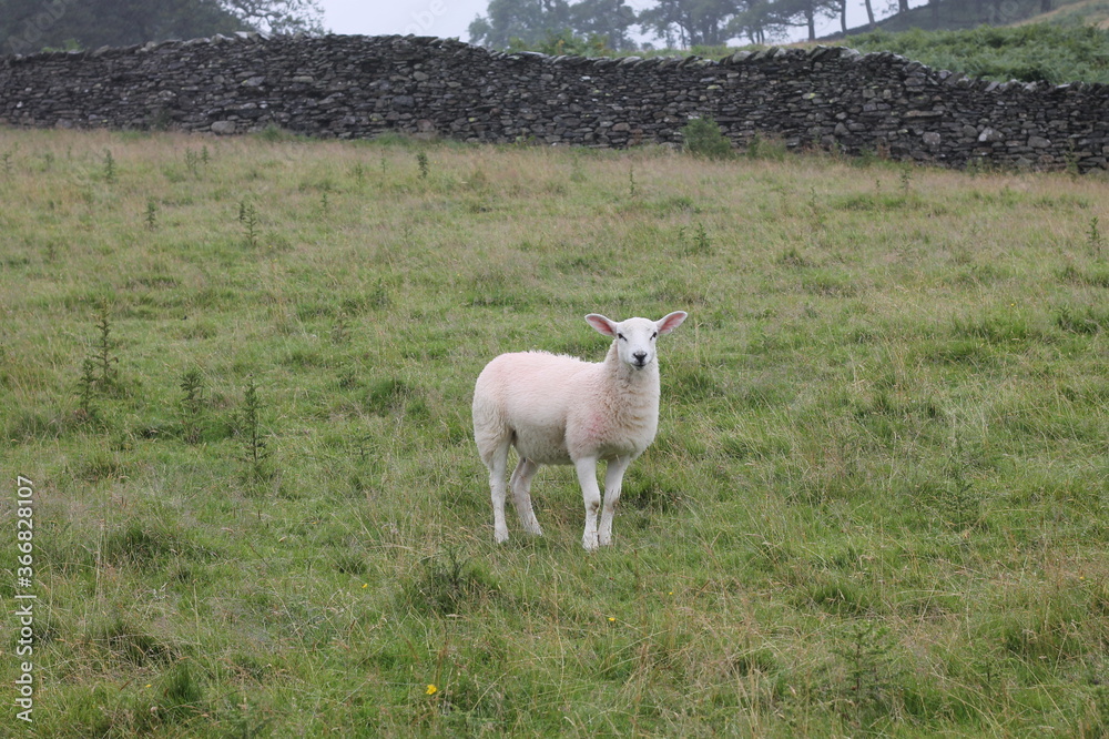 Fototapeta premium Single Sheep