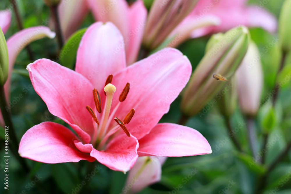 a beautiful pink lily with a small wasp in bloom photographed close up