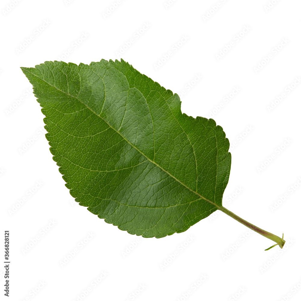 Green leaf of apple tree isolated on white background close-up Green leaf of apple tree isolated on white background close-up