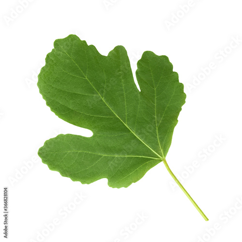 Leaf of figs isolated on white background