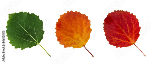 Aspen leaves are green  yellow and red  like a traffic light. Isolated on white background  idea  concept. 