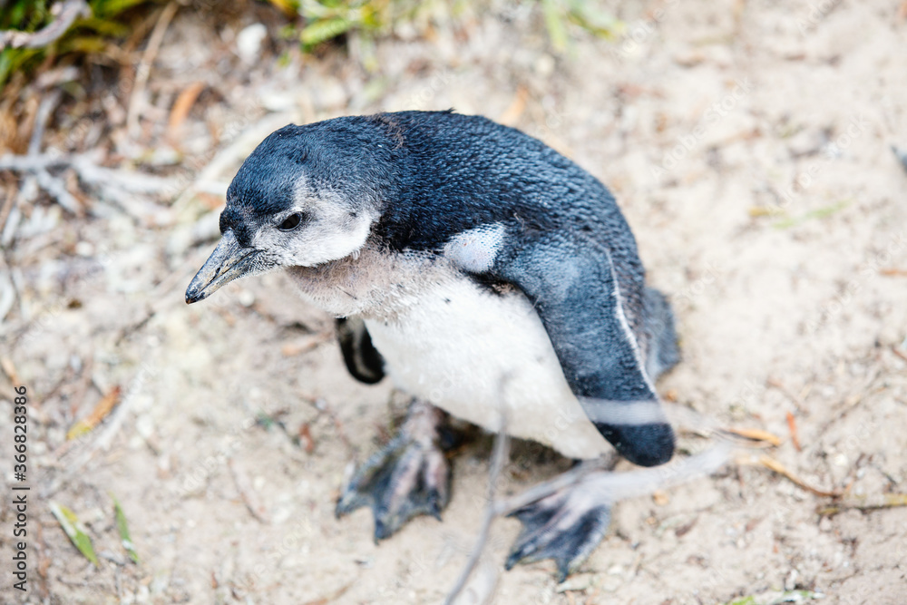 Fototapeta premium African Penguins