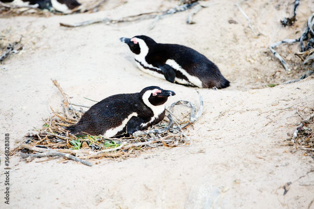 Fototapeta premium African Penguins