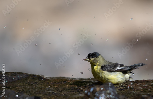 Valokuvatapetti Lesser goldfinch in bird bath
