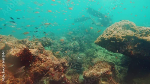 Swimming With Small Reef Fishes Over Beautiful Coral Reefs In Andaman Sea - Medium Shot (Slow Motion) photo