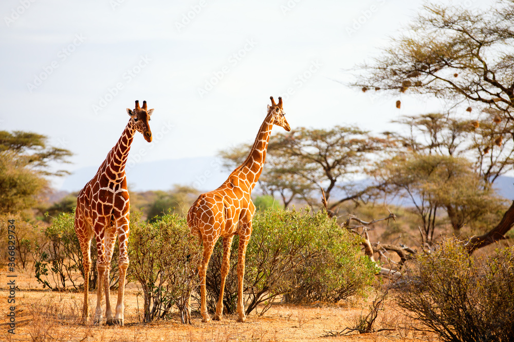 Obraz premium Reticulated giraffes