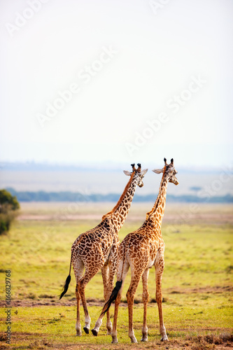 Giraffes in safari park