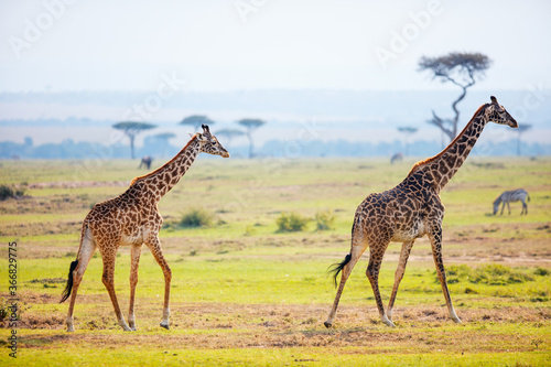 Giraffes in safari park