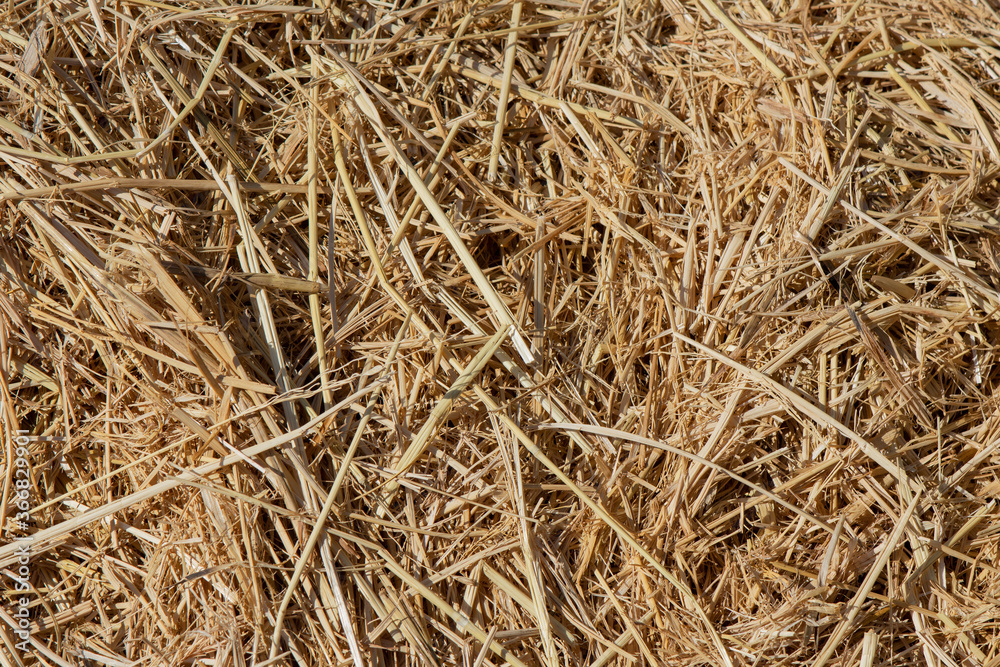 Rice Straw for animal bedding or garden mulch 