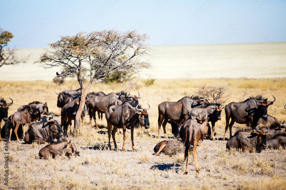 Wildebeests in Etosha Wildebeests in Etosha
