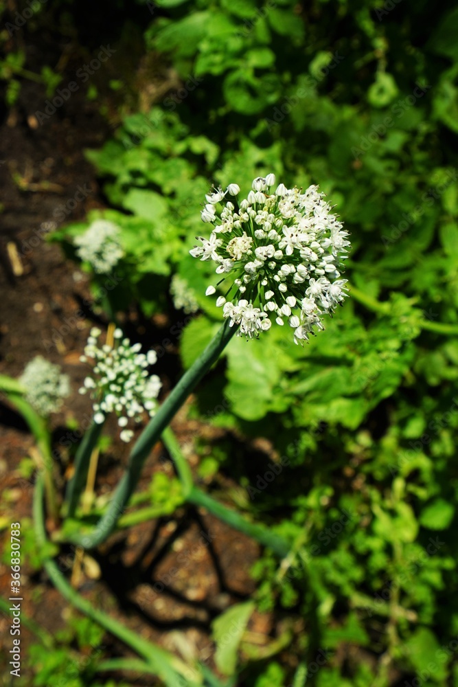 Onion bloom in July under a blue sky Onion bloom in July under a blue sky