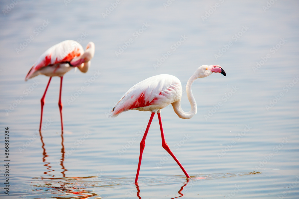 Couple of flamingos