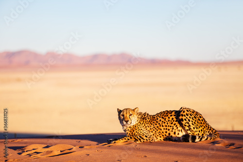 Cheetah in dunes photo