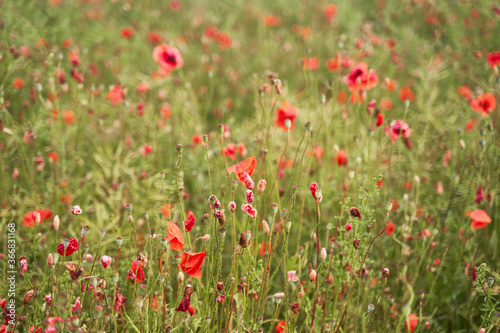 Meadow with beautiful bright red poppy flowers in spring. High-quality photo © Dima Anikin