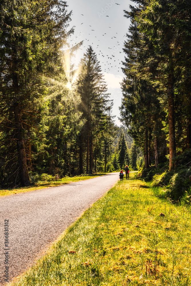 Fototapeta premium hiking in forest with sunlight