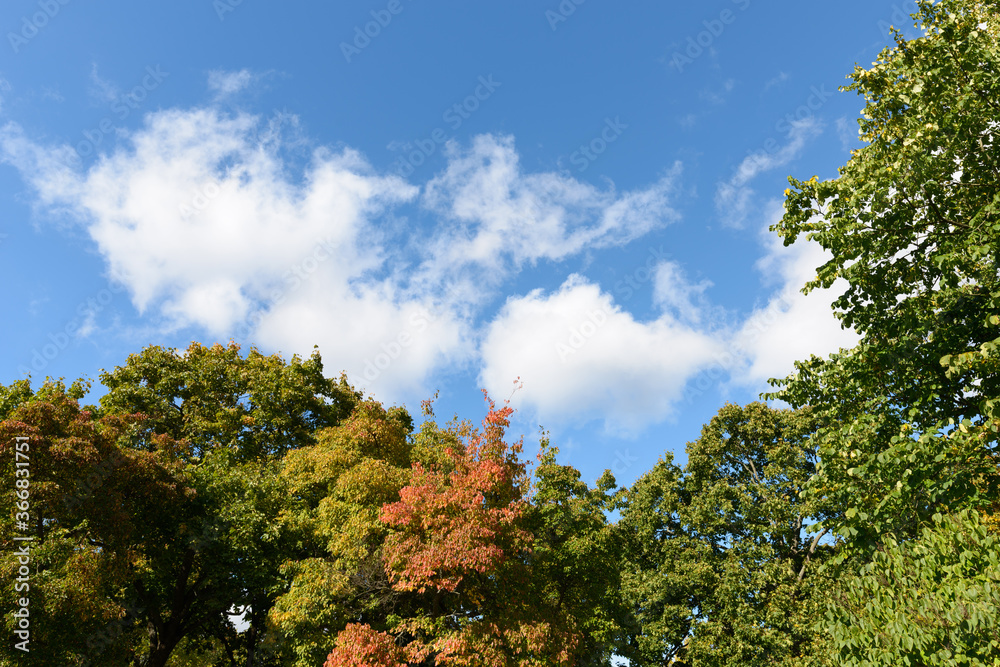 Peaceful view of tall healthy trees against light fluffy clouds in clear blue sky