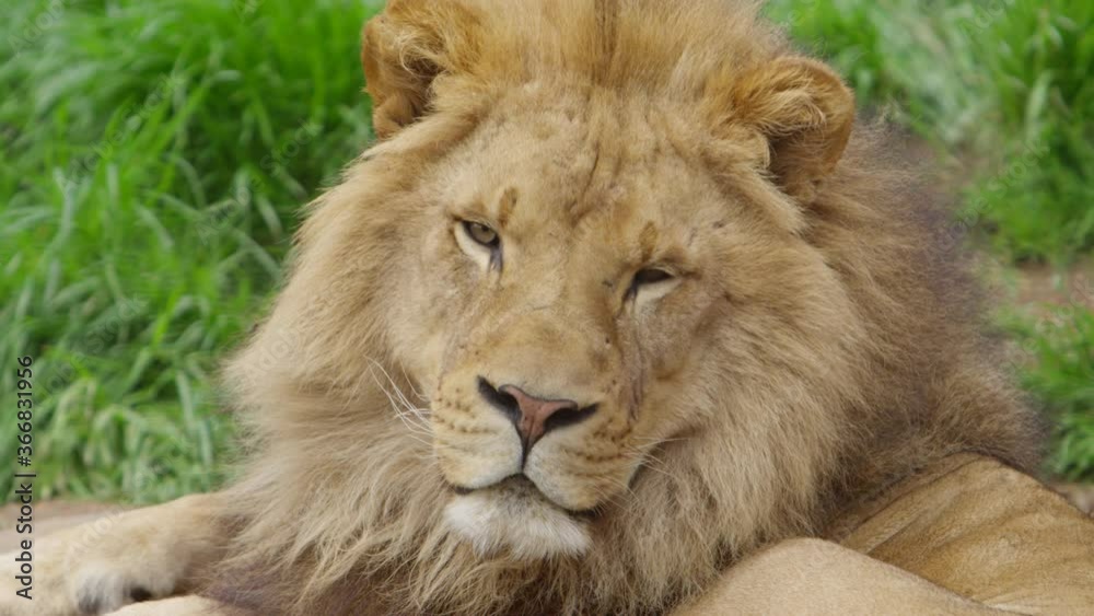 lion sleepy blink slow motion