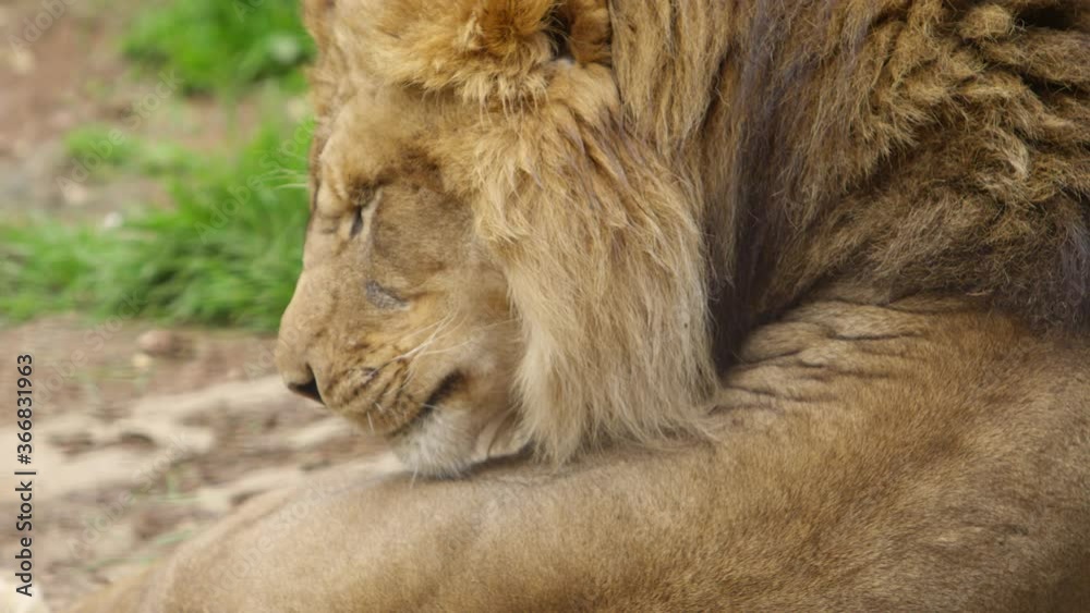 lion grooming himself slow motion lion grooming himself slow motion