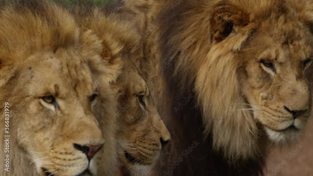 lion brothers looking scarred, tough, and rogue lion brothers looking scarred, tough, and rogue