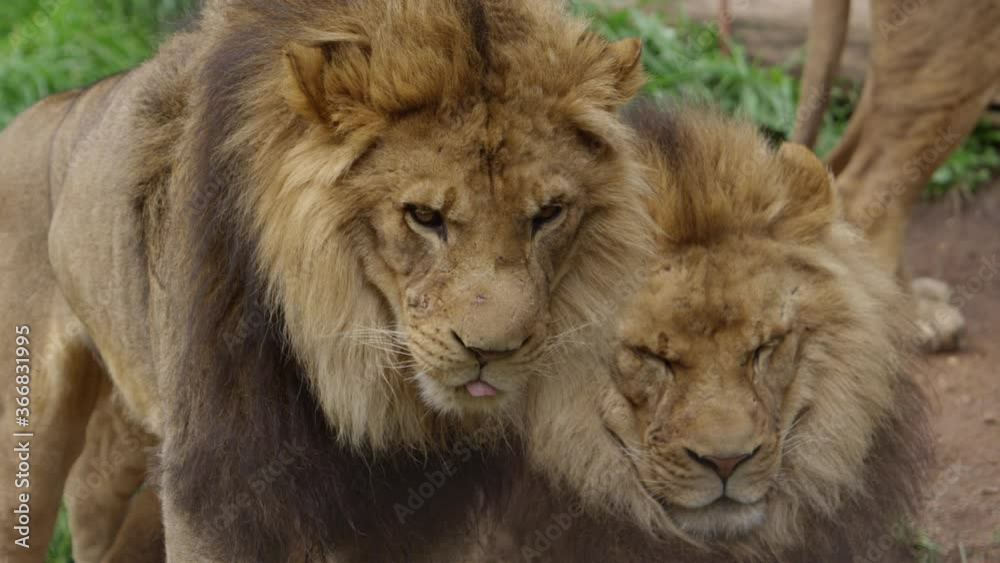 lion brothers one on patrol one sleeping