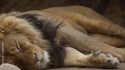 male lion sleeping in the breeze pan from paws to head