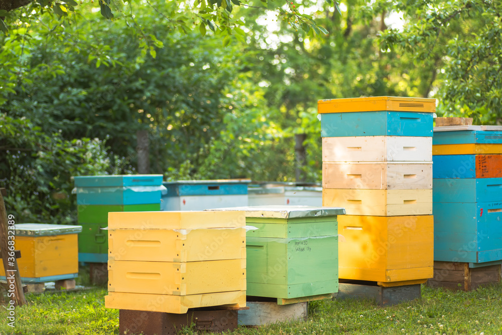 Multi-hull hives on apiary in summer. row of hives among trees in garden. Beekeeping concept. Multi-hull hives on apiary in summer. row of hives among trees in garden. Beekeeping concept.
